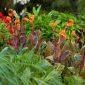 cannas-front-yardSM thumbnail