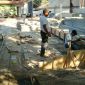 NEW DECK & POOL thumbnail